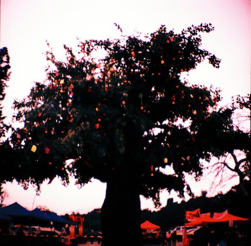 大埔林村許願樹（Lam Tsuen Wishing Tree）- 人工的自然