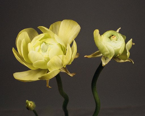 Flowers In Focus: The Subtle Still Life Photography of Marc Gregory 