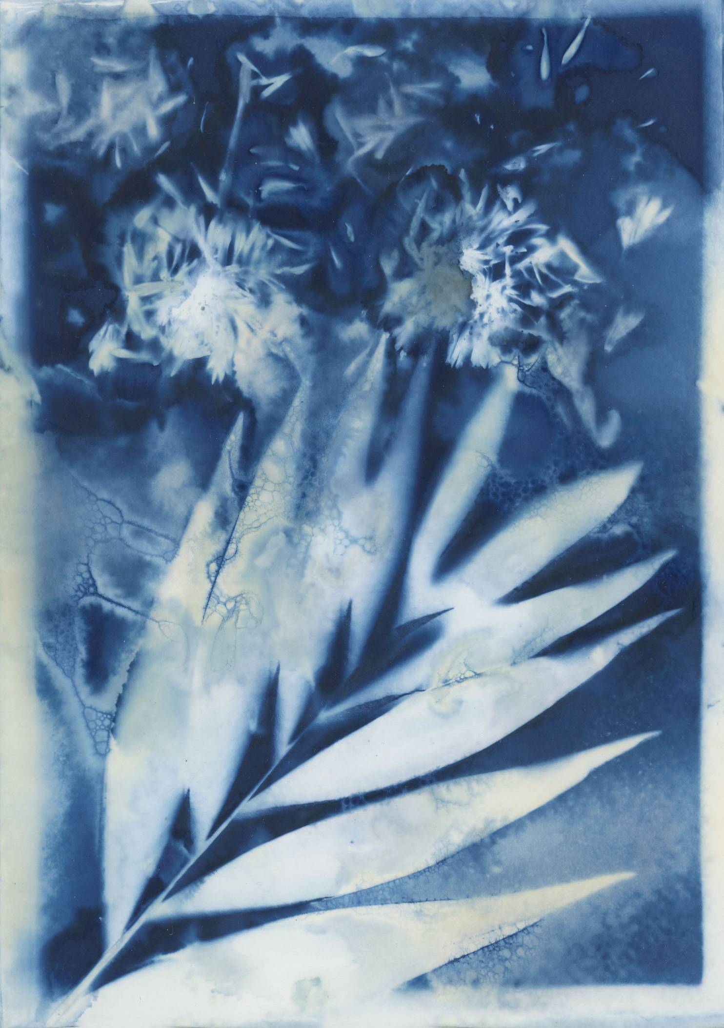 How to make Cyanotypes on Paper?