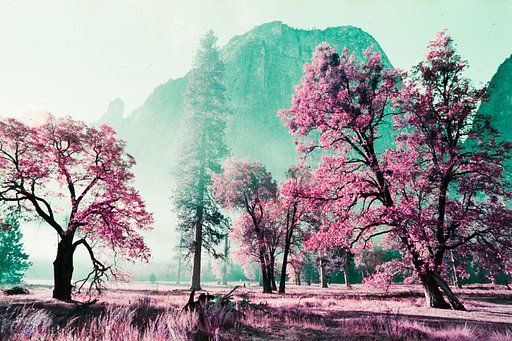 Purpurne Landschaften mit Brian Lincoln und dem LomoChrome Purple 2021 Pétillant Film