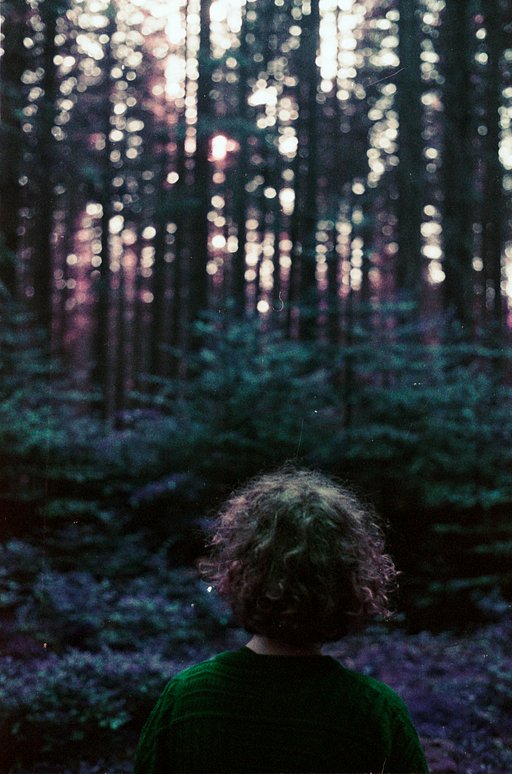 A Mysterious Forest In Purple—Photos by Dominik Unbehagen