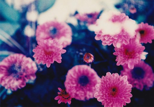 花を写す人：Chikako Watanuki